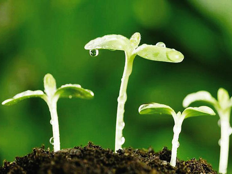 新置種子脫粒機(jī)使用注意事項